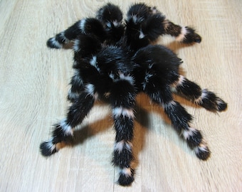 Tarentule rayée - poupée d'art - fausse tarentule réaliste - peluche sorcière cadeau peluche insecte arachnide