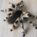 see more listings in the Faux taxidermy wall art section