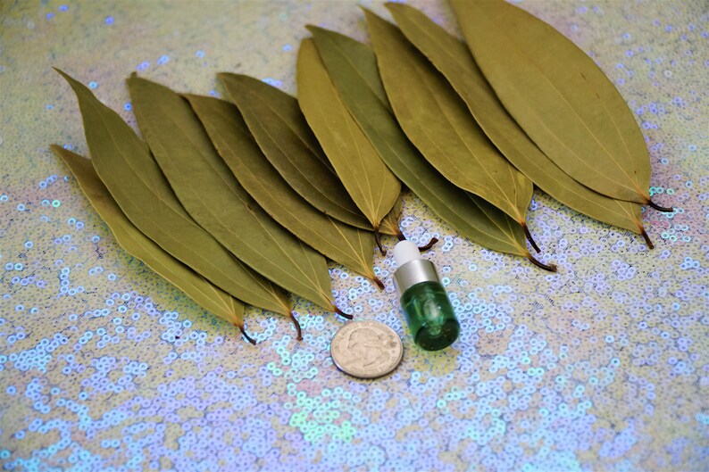Bay Leaf DREAMS Kit 10 Whole Bay Leaves Dream Healing Oil Etsy
