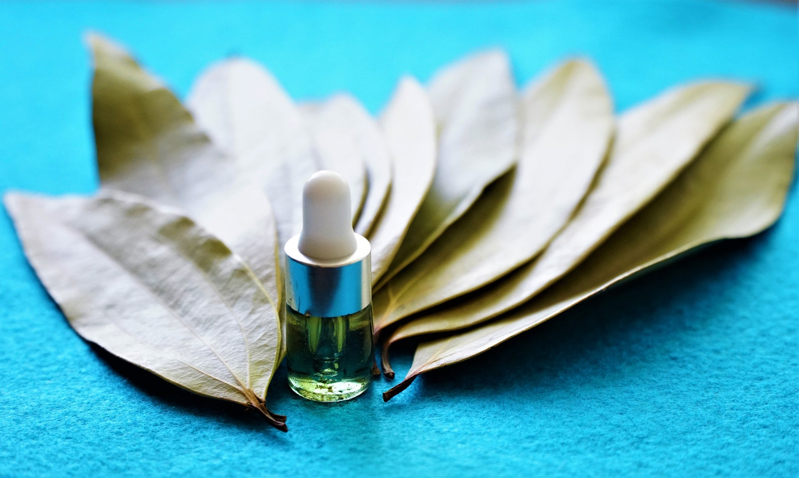 Bay Leaf DREAMS Kit 10 Whole Bay Leaves Dream Healing Oil Etsy