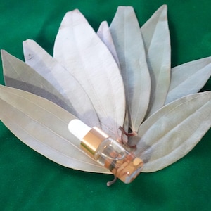 May include: A small glass bottle with a dropper, filled with a clear liquid, rests on a bed of dried bay leaves. The bottle has a gold-colored cap and a white dropper tip. The leaves are arranged in a circular pattern on a green surface.