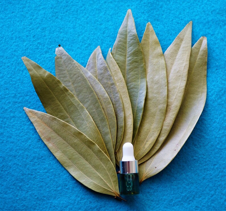 Bay Leaf DREAMS Kit 10 Whole Bay Leaves Dream Healing Oil Etsy