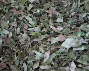 Dried CURRY LEAVES  - Used For Cooking and Spirituality - Home Grown