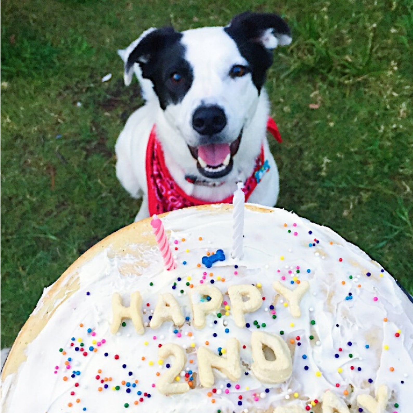 Cake Mix for Dogs Birthday Cake Mix for Dogs with Etsy