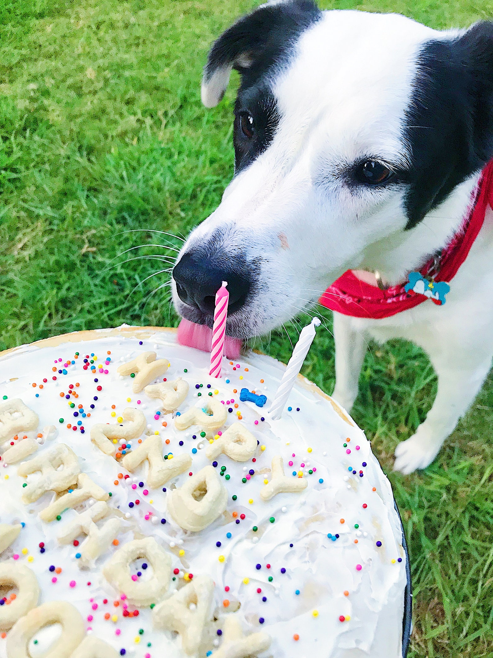 Cake Mix for Dogs Birthday Cake Mix for Dogs with Etsy