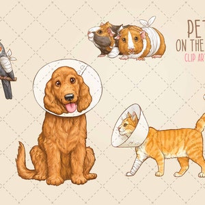May include: A digital illustration of four pets wearing bandages and cones. A brown and white cockatiel, a brown and white guinea pig, a brown and white dog, and an orange tabby cat. The illustration is titled "Pets on the Mend Clip Art Pack".