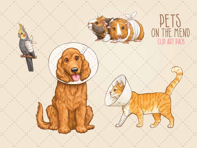 May include: A digital illustration of four pets wearing bandages and cones. A brown and white cockatiel, a brown and white guinea pig, a brown and white dog, and an orange tabby cat. The illustration is titled "Pets on the Mend Clip Art Pack".