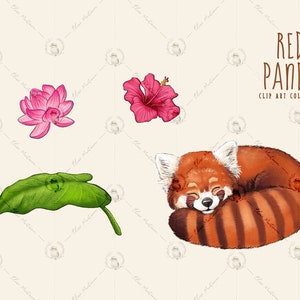 Image of a pink lily flower, a pink hibiscus flower, a leaf and a sleeping red panda.