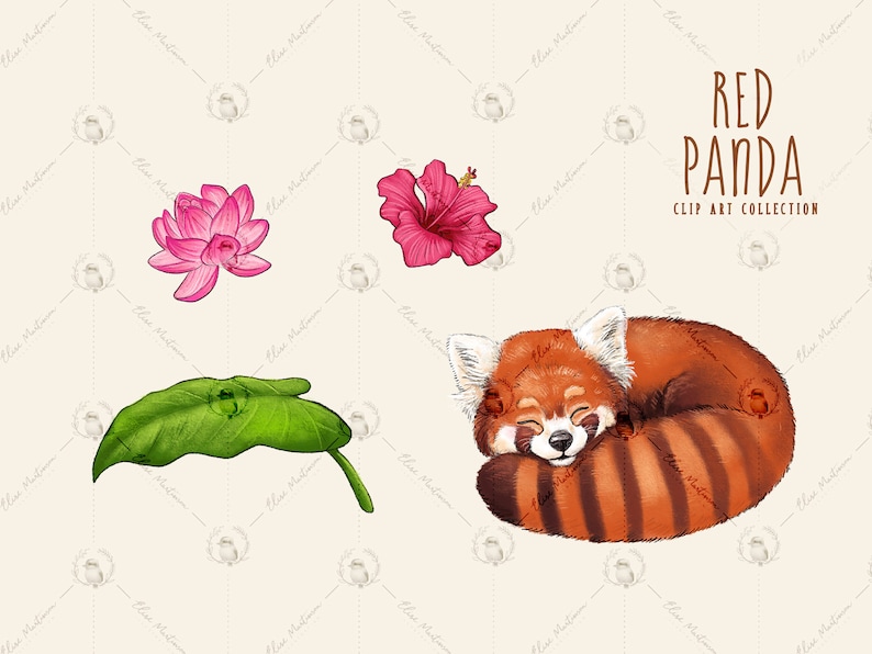 Image of a pink lily flower, a pink hibiscus flower, a leaf and a sleeping red panda.