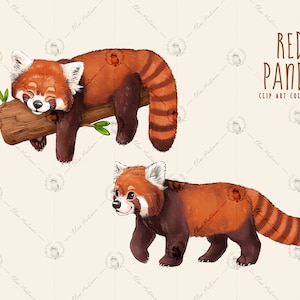 Image of a red panda asleep on a log and an image of a red panda walking.