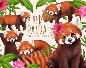 Red Panda Drawing Etsy