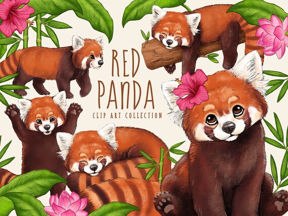 Cute Red Panda Clipart Bundle Red Panda Png Clip Art Pack Etsy