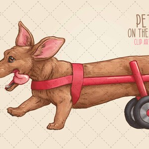 May include: A brown dachshund dog with a pink tongue sticking out is walking with a red walker. The dog is wearing a red harness. The image is titled "Pets on the Mend Clip Art Pack".