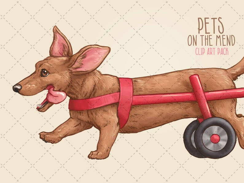 May include: A brown dachshund dog with a pink tongue sticking out is walking with a red walker. The dog is wearing a red harness. The image is titled "Pets on the Mend Clip Art Pack".