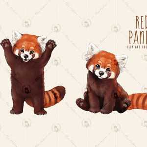 Image of a red panda standing up and an image of a red panda sitting down.