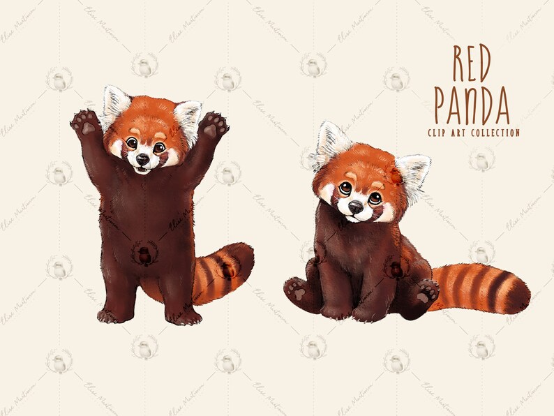 Image of a red panda standing up and an image of a red panda sitting down.