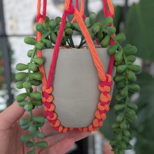 May include: A grey concrete plant pot with a trailing succulent, suspended by a macrame hanger. The macrame uses red and orange cords. The plant has small, green, fleshy leaves, creating a vibrant contrast.