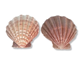 Irish Flat Scallop Shells, Beach Nautical Décor, Bivalve Shell, Set Of 2 Shells