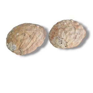 Haliotis Rufescens Shell, Red Abalone Shell, White Iridescence Smudge Pot Set 2 7.5&quot;