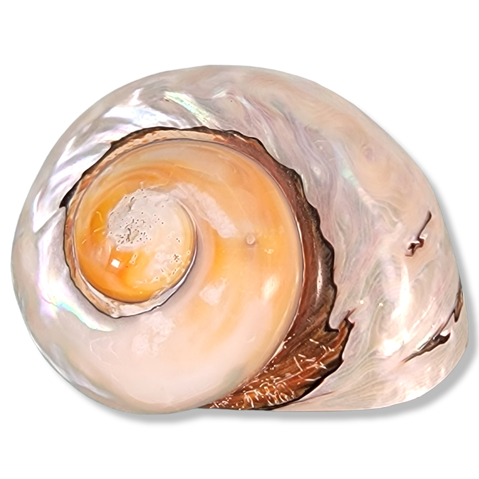 Sea Shell Tap Turbo Imperialis Shell: Polished Madagascar Seashell, Nautical Decor - Etsy