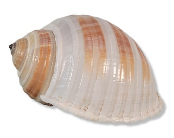 Tonna Sulcosa Shell, Hermit Crab Shell, Tun Shell, Beach Nautical Ornament