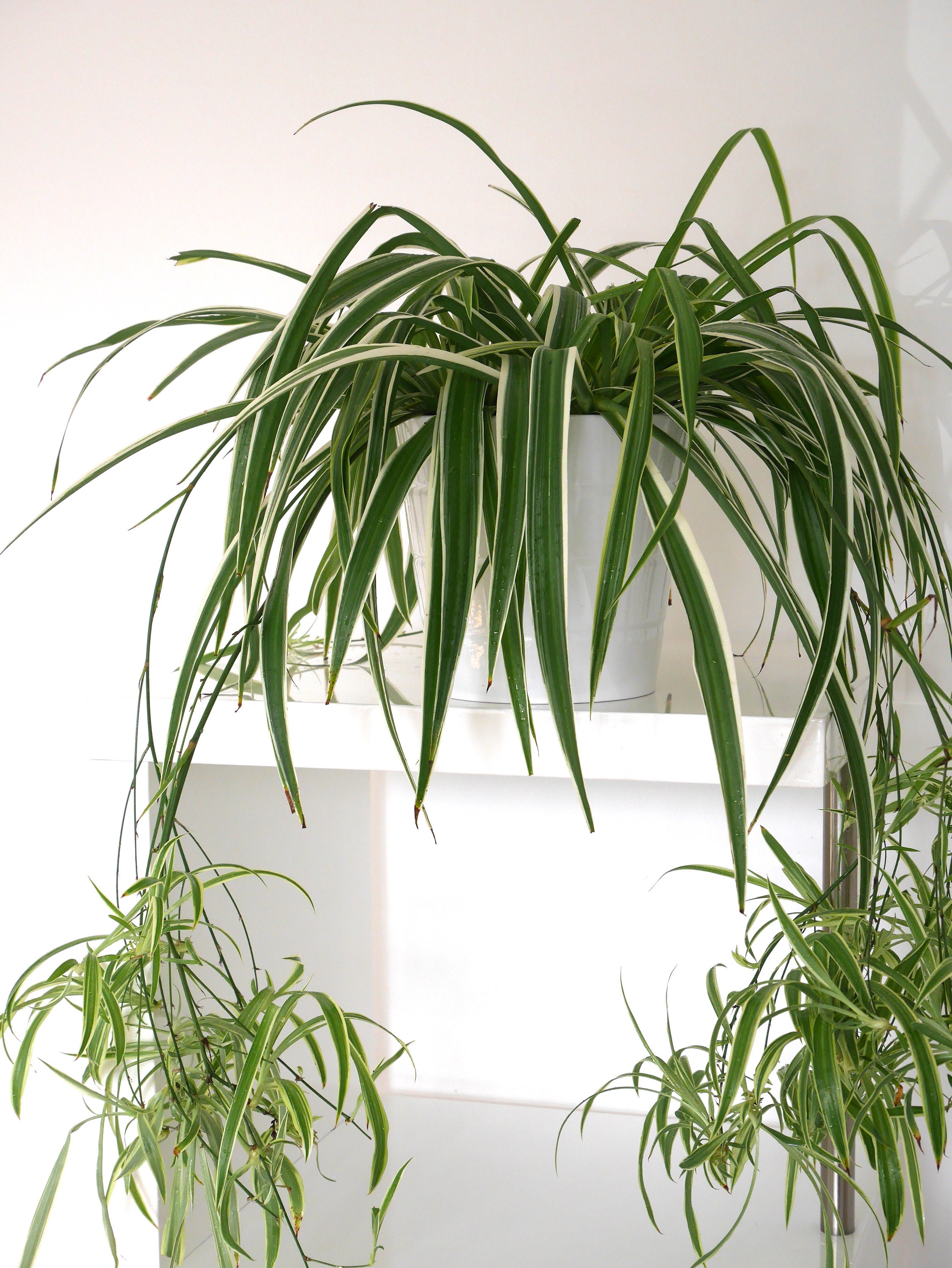 2 Variegated Spider Plant Pups Babies Chlorophytum Laxum