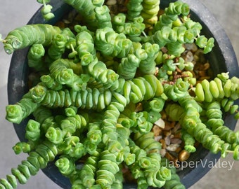 x3 Stem Cuttings - Crassula Rupestris Subsp. Marnieriana 'Hottentot', Jade Necklace, Chinese Pagoda Trailing Succulents - Live House Plant