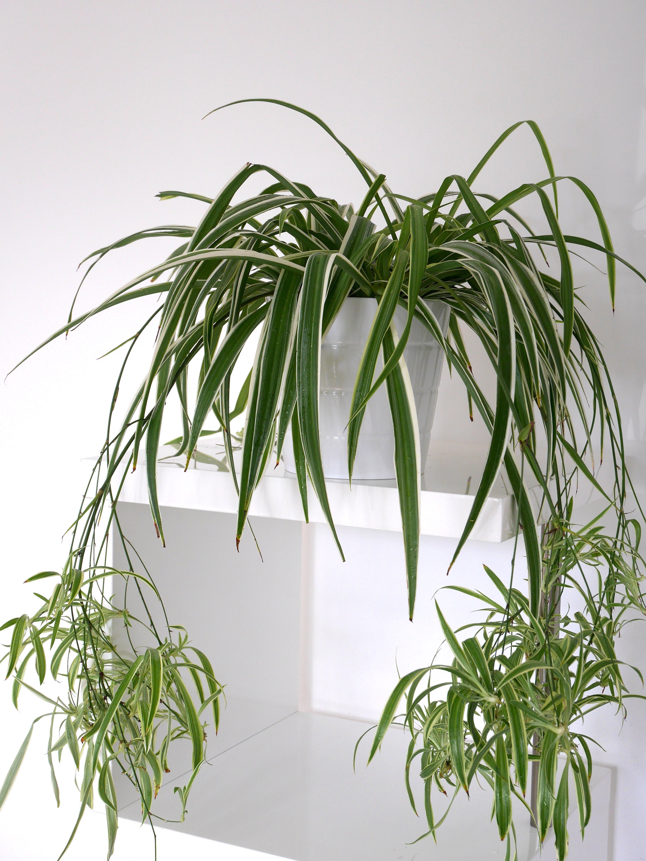 2 Variegated Spider Plant Pups Babies Chlorophytum Laxum