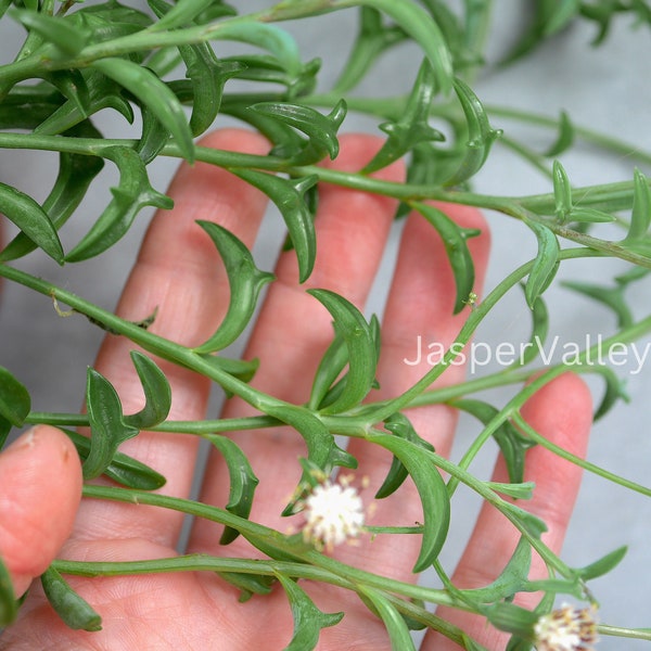 x1 Stem Cutting - String of Dolphins (Senecio Peregrinus) - Trailing Succulents - Rare Live House Plant