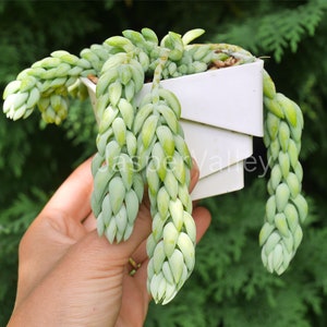 May include: A succulent plant with long, trailing stems and light green leaves. The plant is growing in a white square pot.