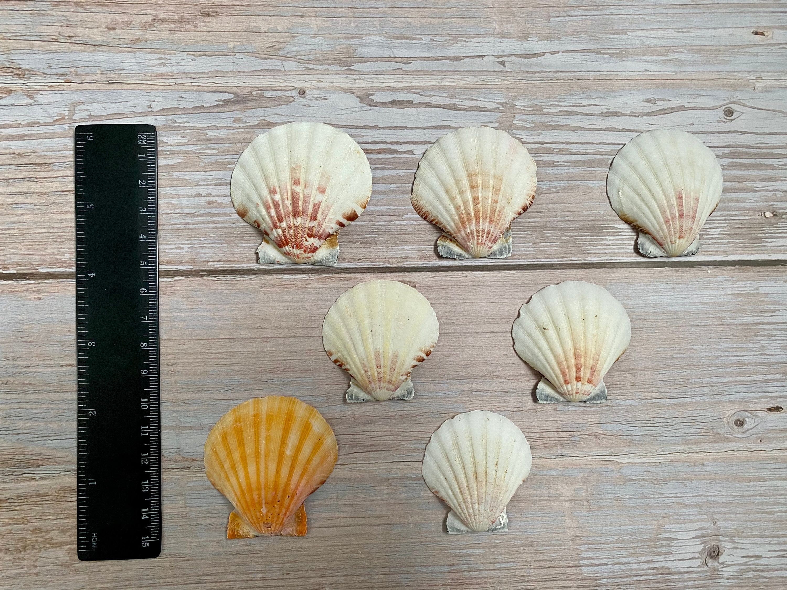 Set of 18 Scallop Shells for crafting and decor Etsy