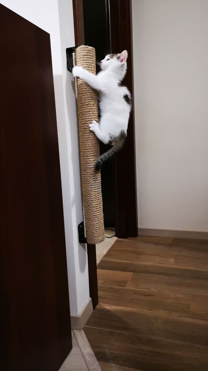 wall hanging cat scratcher