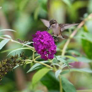 Hummingbird