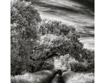 Black and White Landscape | Country Path | Fine Art Giclée Print | Big Sky | Trees | English Countryside | Wall Art