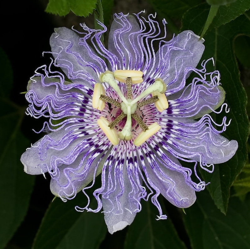Purple Passionflower seeds Passiflora incarnata