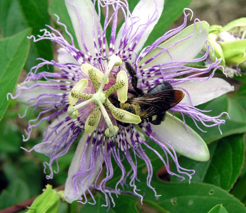 Purple Passionflower seeds Passiflora incarnata