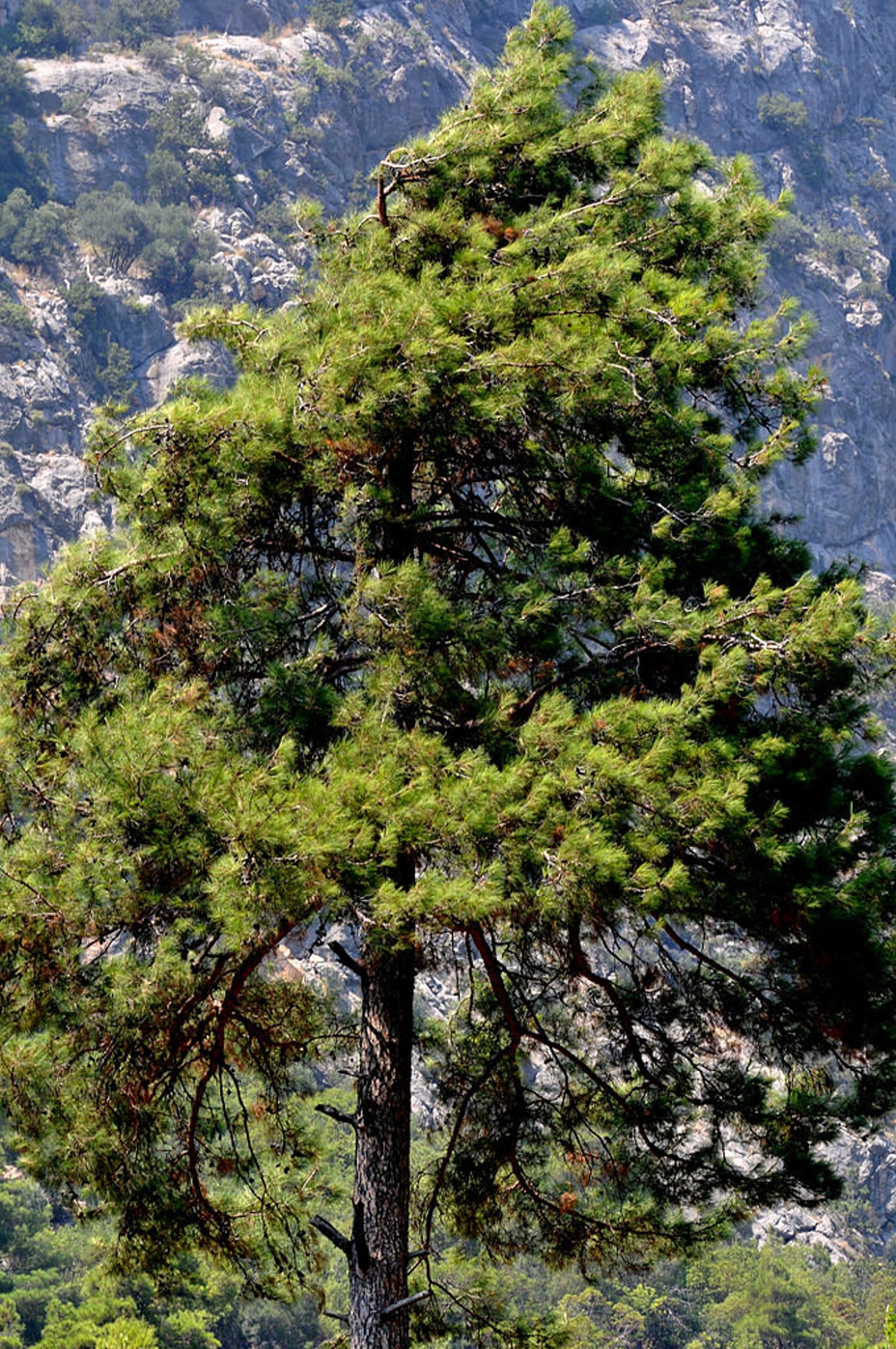 Afghan Pine seeds Pinus eldarica Etsy