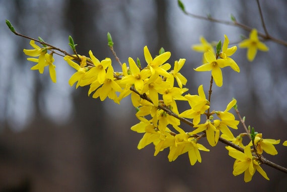 Weeping Forsythia Seeds Forsythia Suspensa Etsy