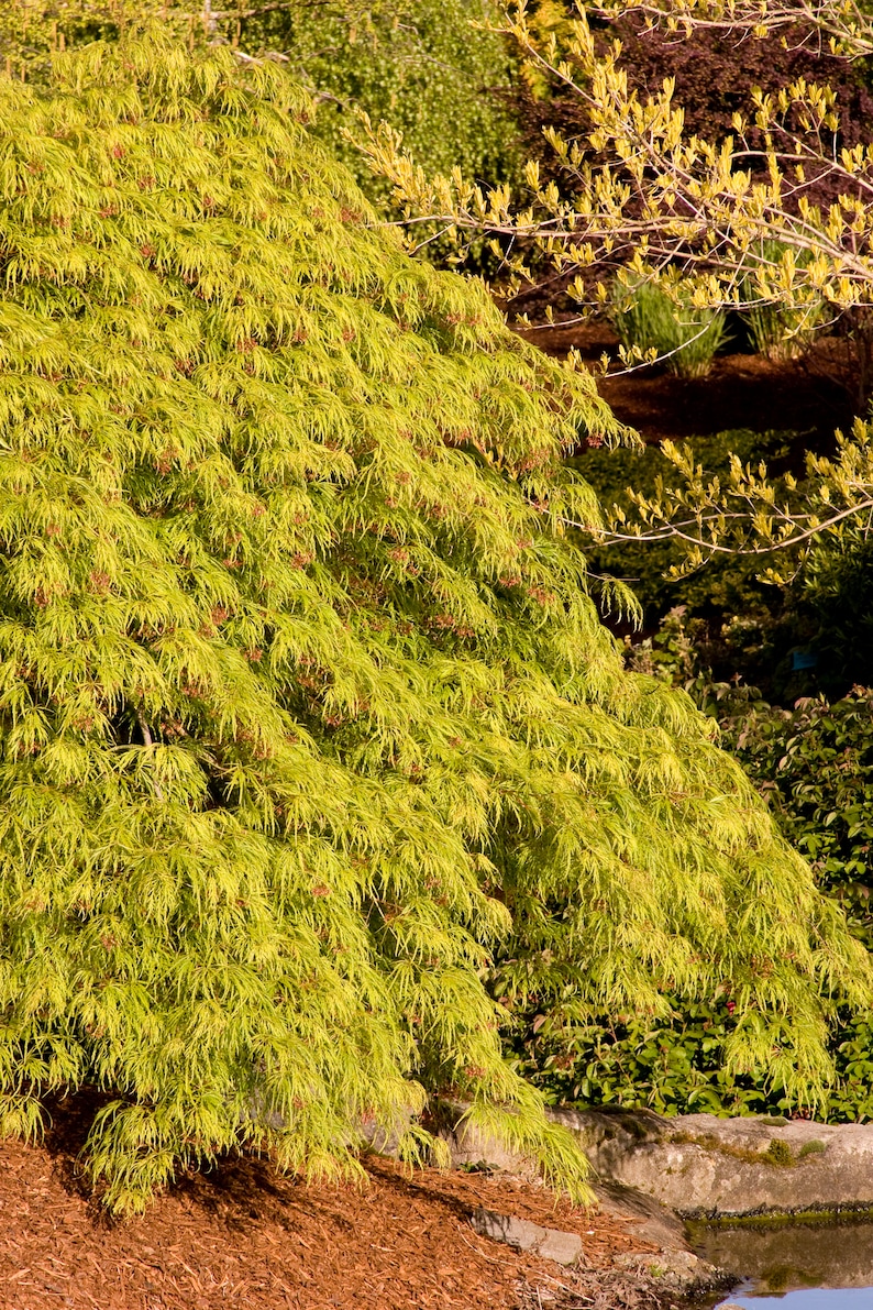 waterfall japanese maple winter