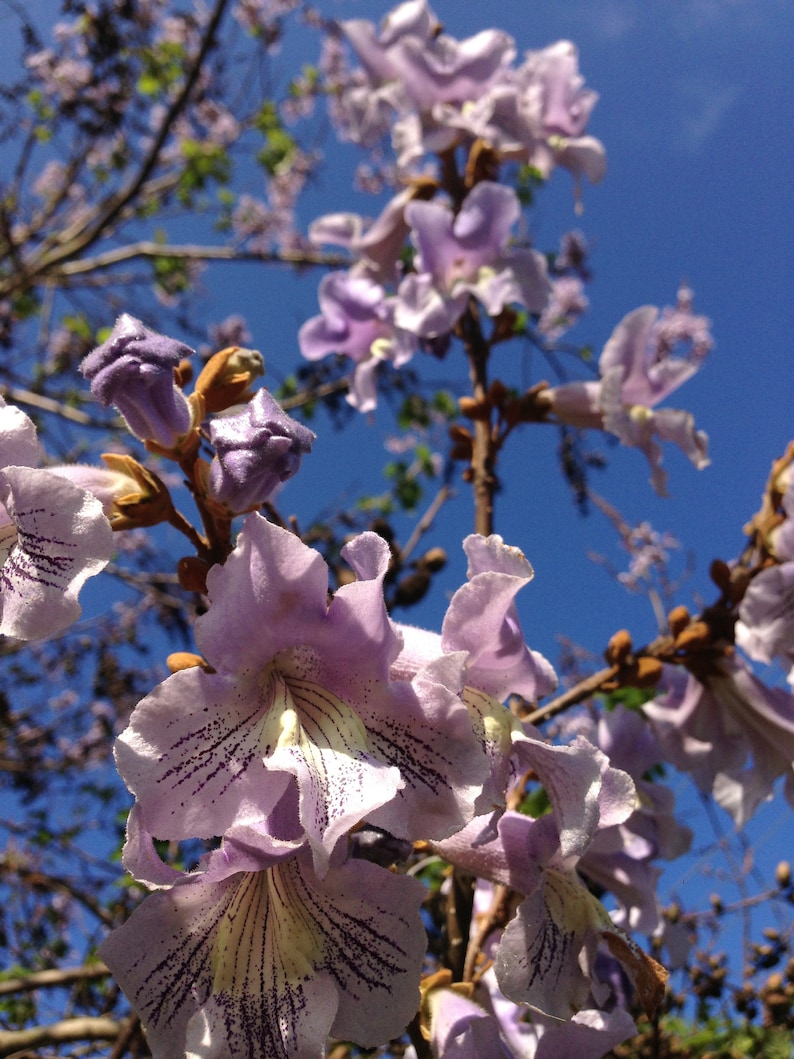 Empress tree / Princess tree seeds Paulownia tomentosa Etsy