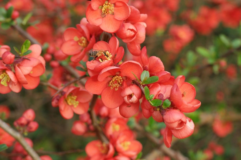 Dwarf Flowering Quince seeds Chaenomeles japonica Etsy