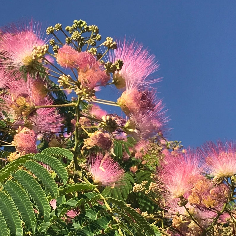 Rosea Mimosa silk tree seeds julibrissin Rosea Etsy
