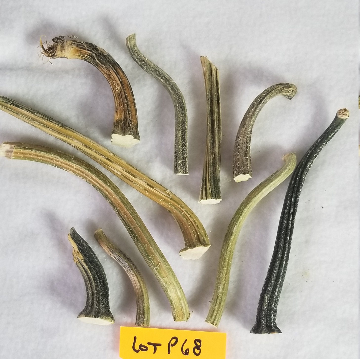 10 Small Dried Pumpkin / Gourd Stems 2 51/2 Etsy