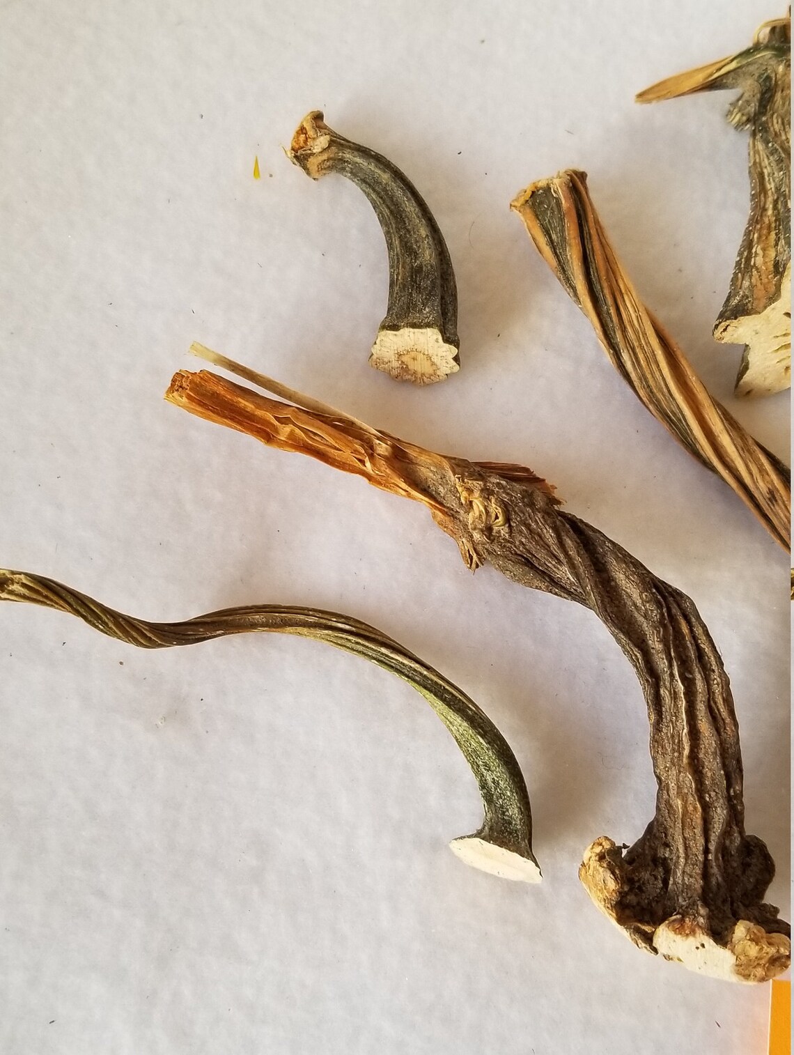 10 Small Dried Pumpkin / Gourd Stems 2 5 QUALITY Etsy