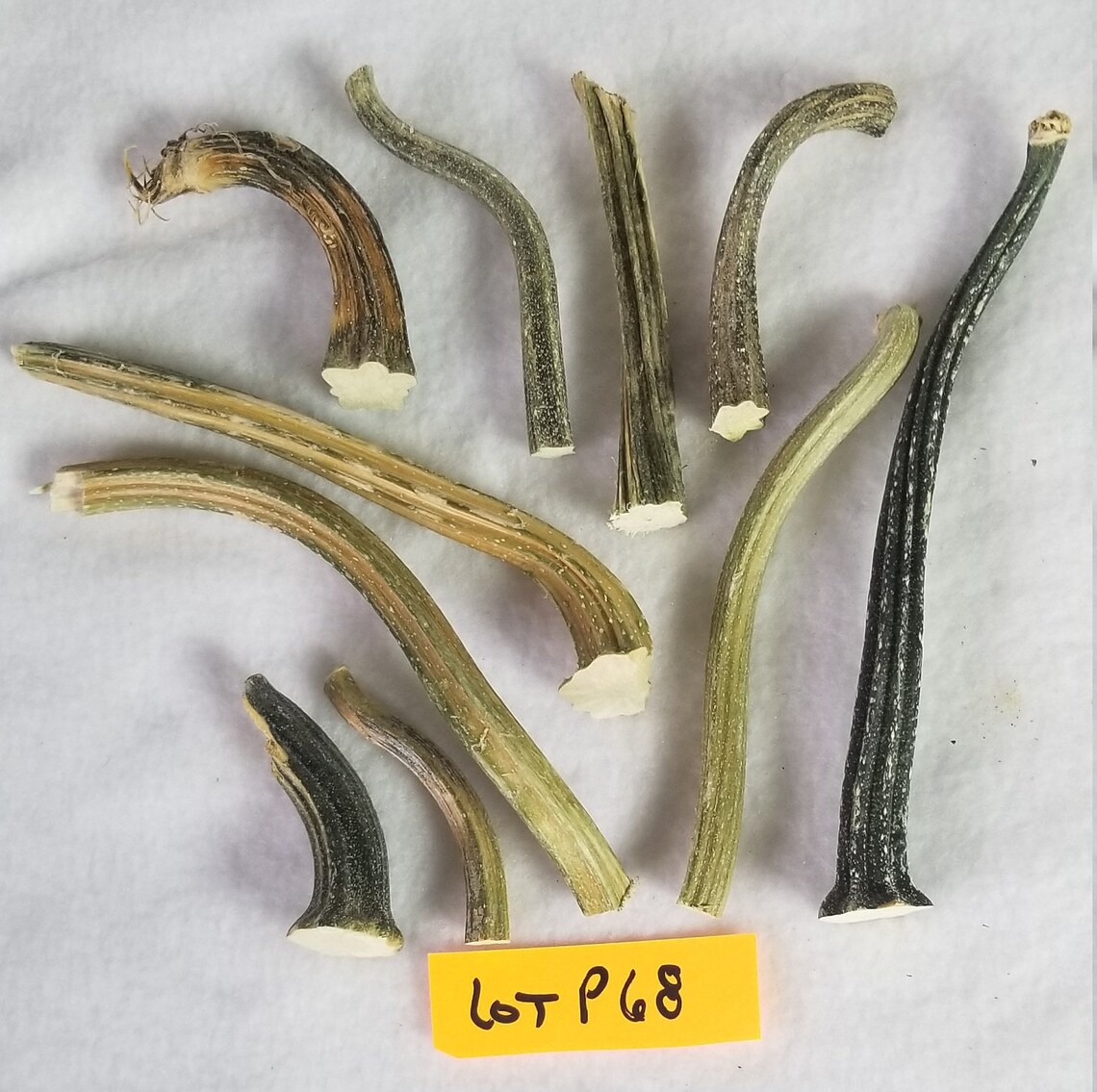 10 Small Dried Pumpkin / Gourd Stems 2 51/2 Etsy