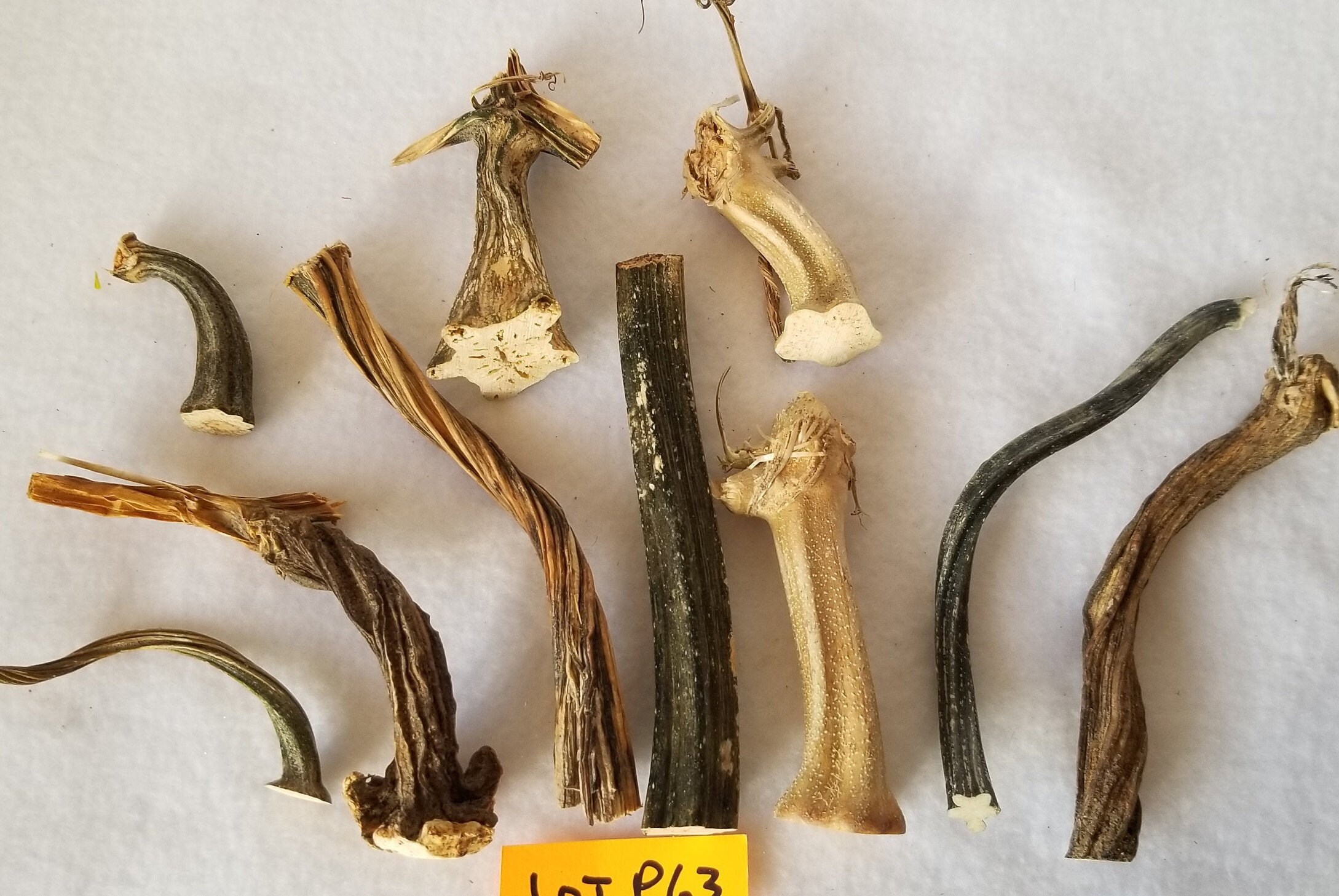 10 Small Dried Pumpkin / Gourd Stems 2 5 QUALITY Etsy