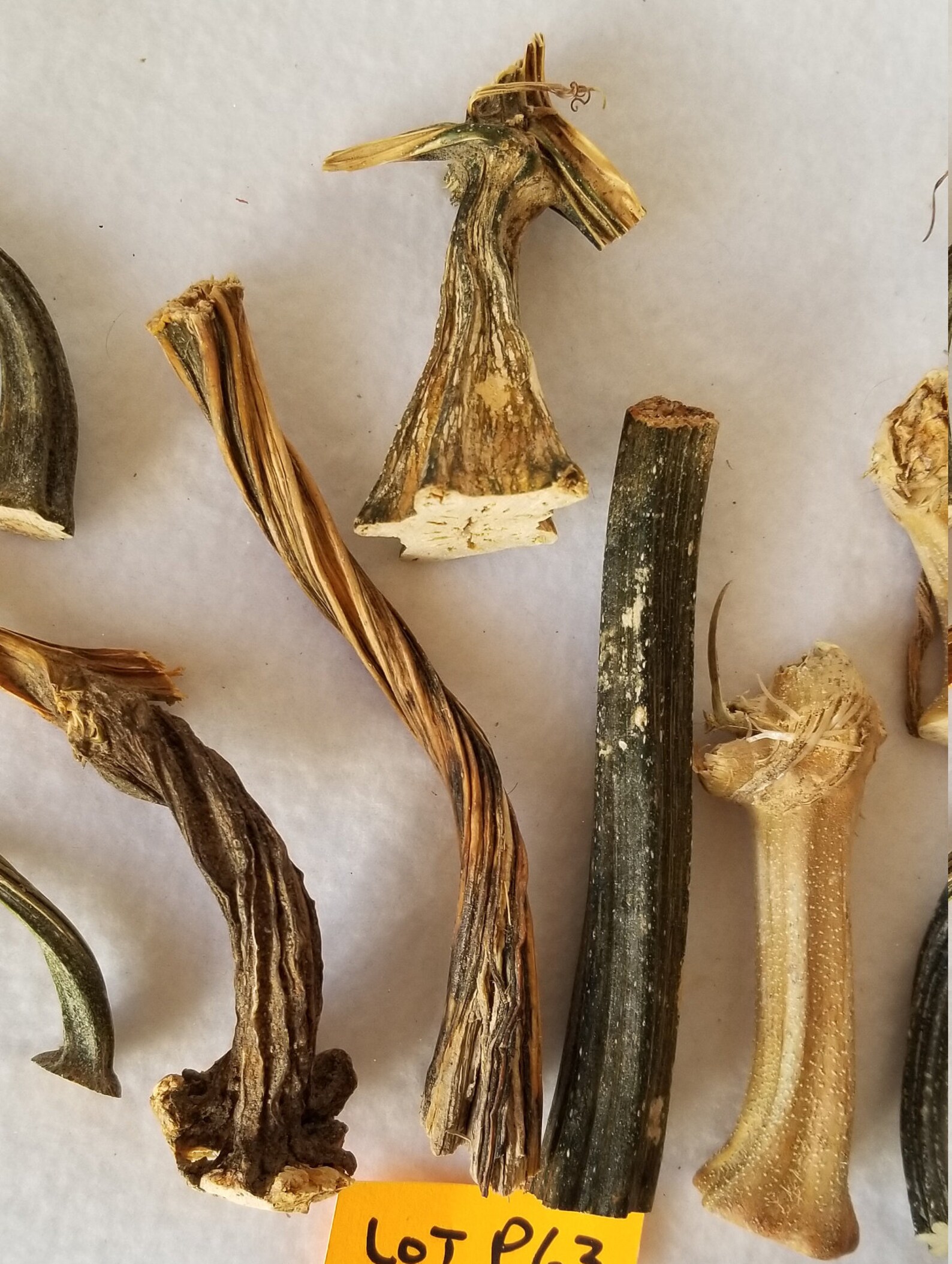 10 Small Dried Pumpkin / Gourd Stems 2 5 QUALITY Etsy