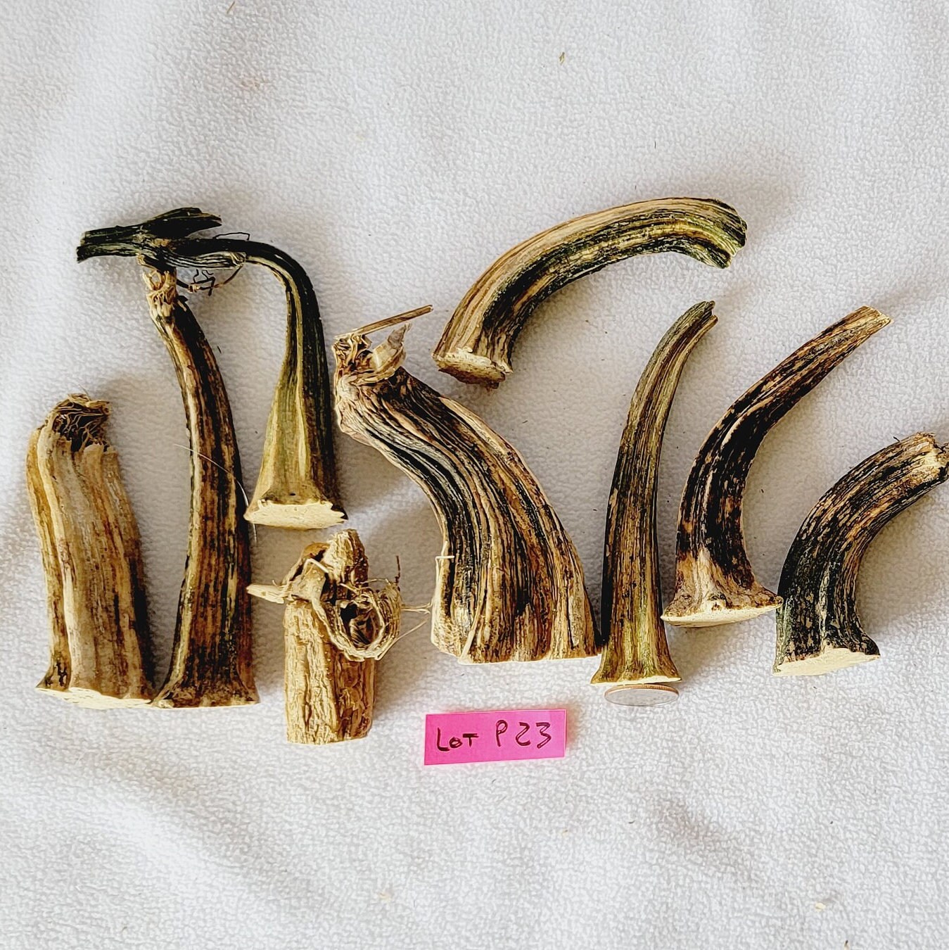 Lot De 40 Tiges De Citrouille Séchées - 2 à 6,5 Cm - Artisanat Automne - Neuf