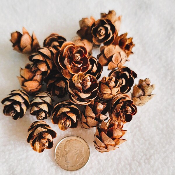 100 pommes de pin miniatures, séchées et traitées thermiquement, cueillies à la main, prêtes à l'emploi