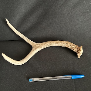 Deer Antler - 2025 Mule Deer Antler, shed, shed antler, deer antler, deer horn, home decor, craft antler